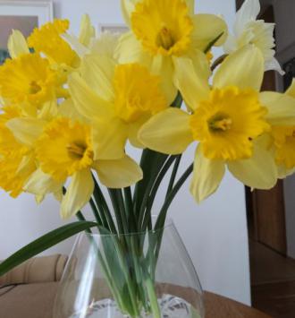 narcisy_2.jpg